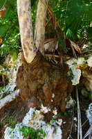 Leucothrinax (syn.Thrinax) morrisii, dense external spongy and bumpy root system, Escaleras de Jaruco, Cuba