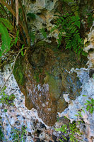 Leucothrinax (syn.Thrinax) morrisii, dense external spongy root system persisting around the base of its dead stipe, Escaleras de Jaruco, Cuba