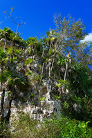 Leucothrinax (syn.Thrinax) morrisii, population on vertical limestone mogote habitat, Escaleras de Jaruco, Cuba