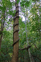 Liana, climbing from tree to tree, Tangkoko, Sulawesi