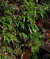 Libertia pulchella, Wentworth Falls, NSW, Australia
