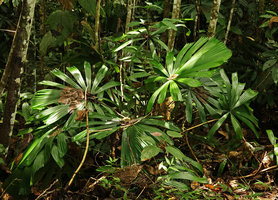 Licuala lauterbachii in forest understory, Tenaru Falls, Guadalcanal, Solomon Islands