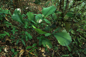 Licuala magalonii and Phyllagathis sessilifolia, Ba Na Hills, Da Nang, Vietnam