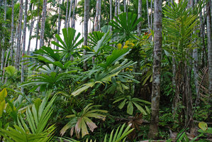 Licuala spinosa, Havelock, Andaman Islands