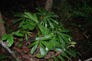 Licuala spinosa in forest understory, Havelock, Andaman Islands