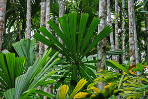 Licuala spinosa leaf, Havelock, Andaman Islands
