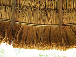 Licuala spinosa, roof made of thatched leaves, Havelock, Andaman Islands
