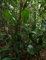 Licuala triphylla, characteristic leaves with one large central leaflet and two small narrow lateral ones, Deramakot FR, Sabah, Borneo