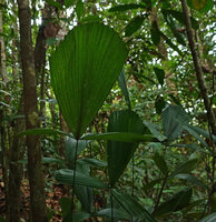 Licuala triphylla, leaves with very narrow petiole and three leaflets, one large central and two small laterals, Deramakot FR, Sabah, Borneo