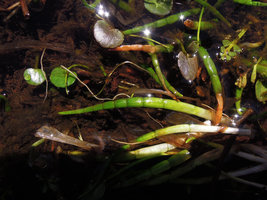 Lilaeopsis macloviana at 4100 m asl in a peat Angiosperm swamp of the Altiplano, Cuzco, Peru