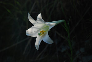Lilium longiflorum, flower close-up, Shikoku, Japan