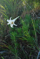 Lilium longiflorum on a man made slope along a road, one flowering stem, Shikoku, Japan