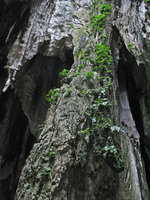 Limestone cliff covered with plants at the Batu Caves, Selangor, Malaysia