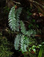 Lindsaea repens var. cheilosora on mossy log, Imbu Rano, Kolombangara, Solomon Islands