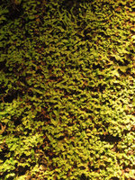 Liverworts growing freely on the Vertical Garden in the Cave Bathroom, Patrick Blanc and Pascal Heni home