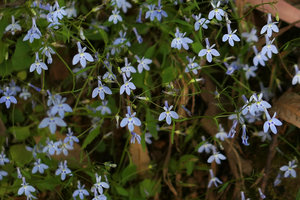 Lobelia baumannii, Zomba, Malawi