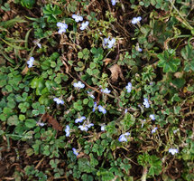 Lobelia erlangeriana creeping among Oxalis and Alchemilla, 2350 m asl, Bale NP, Ethiopia