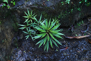 Lobelia nubicola on mossy rocks in waterfall, Biotopo del Quetzal, Baja Verapaz, Guatemala