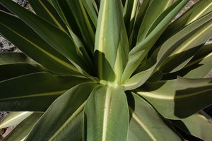 Lobelia rhynchopetalum, accumulation of night dew water at the base of each of the upper rosetted leaves, Sanetti Plateau, Bale NP, Ethiopia