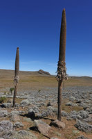 Lobelia rhynchopetalum, dead individuals after flowering and setting dry capsular fruits, Sanetti Plateau, Bale NP, Ethiopia