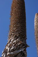 Lobelia rhynchopetalum, dead leaves, dry bracts and capsules having released millions of dusty seeds, Sanetti Plateau, Bale NP, Ethiopia