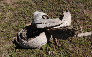 Lobelia rhynchopetalum, dry stem envelope, Sanetti Plateau, Bale NP, Ethiopia