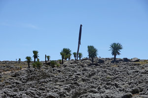 Lobelia rhynchopetalum, population in afroalpine steppe, Sanetti Plateau, Bale NP, Ethiopia