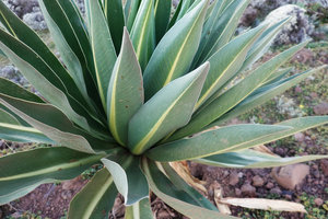 Lobelia rhynchopetalum, prominent pale yellow midrib, Sanetti Plateau, Bale NP, Ethiopia