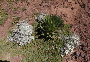 Lobelia rhynchopetalum, young rosetted individual having germinated among Alchemilla and Helichrysum, Sanetti Plateau, Bale NP, Ethiopia
