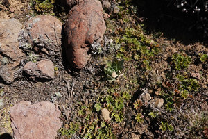 Lobelia rhynchopetalum, young rosetted individual, Sanetti Plateau, Bale NP, Ethiopia