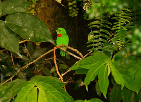 Loriculus galgulus male on a Witheringia, Patrick Blanc home