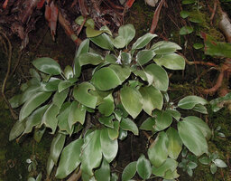 Loxocarpus argenteus, Bako NP, Sarawak