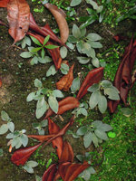 Loxocarpus cf. sekayuensis, silvery leaves due to long transparent appressed hairs, Trengganu, Malaysia