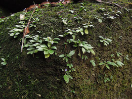 Loxocarpus cf. sekayuensis, Trengganu, Malaysia
