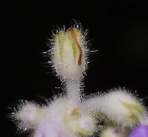 Loxocarpus incanus, after corolla withering, the flower peduncle turns upward and the fruit will become a horizontally circular dehiscent rain splash capsule, Penang Hill, Malaysia