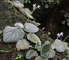 Loxocarpus incanus, dense appressed hairs giving the ash grey colour to the leaves, Penang Hill, Malaysia.