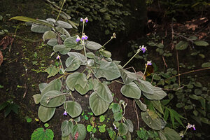 Loxocarpus incanus, flowering individuals mixed with some Begonia sinuata, Penang Hill, Malaysia.