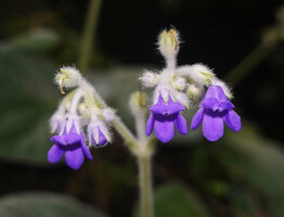 Loxocarpus incanus, inflorescence, Penang Hill, Malaysia.
