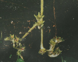 Loxocarpus incanus, mature erect rain splash capsules exposing the tiny seeds, Penang Hill, Malaysia, from P. Blanc Etre Plante à l&#039;ombre des forêts tropicales, Nathan, 2002