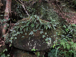 Loxocarpus incanus mixed with Begonia sinuata and a Rhaphidophora, Penang Hill, Malaysia.