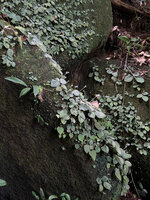 Loxocarpus incanus on bare rocks, population exhibiting a perfect regeneration since there are individuals at all stages from seedlings to adult flowering plants, Penang Hill, Malaysia.