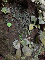 Loxocarpus incanus with a dense population of the tiny Argostemma pictum and some young Begonia sinuata, Penang Hill, Malaysia.