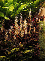 Ludisia discolor in full bloom, Sofitel Palm Jumeirah, Dubai