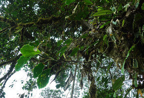 Ludovia integrifolia as a lianescent epiphyte, Mashpi FR, Pichincha, Ecuador
