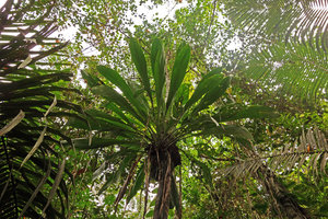 Ludovia lancifolia (Cyclanthaceae), epiphyte in igapo forest, Iquitos, Peru