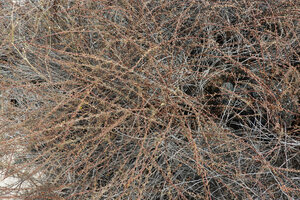 Lycium minimum, dense mat of plagiotropic branches, Las Bachas, Santa Cruz, Galapagos