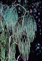 Lycopodiastrum (syn. Lycopodium) casuarinoides, Branched hanging photosynthetic stems issued from the main climbing stem, each with a resting bud evolving later in a  stobili bearing much branched stem, Cameron Highlands, Malaysia