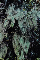 Lycopodiastrum (syn. Lycopodium) casuarinoides, freely hanging vegetative stems issued from the spirally climbing main stem, Cameron Highlands, Malaysia