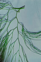 Lycopodiastrum (syn. Lycopodium) casuarinoides, resting bud at the base of the photosynthetic branched stem, evolving later in a  stobili bearing much branched stem, Cameron Highlands, Malaysia