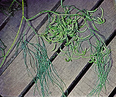 Lycopodiastrum (syn. Lycopodium) casuarinoides, stobili bearing much branched stem issued from the previously resting bud, Cameron Highlands, Malaysia